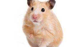 Beige hamster on a white background