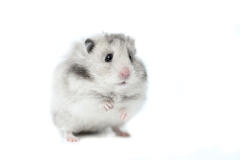 Hamster-ADB-3