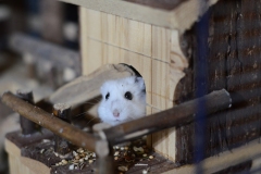 Hamster-ADB-4