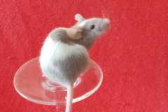 souris2