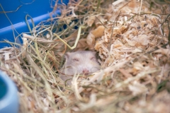 Hamster